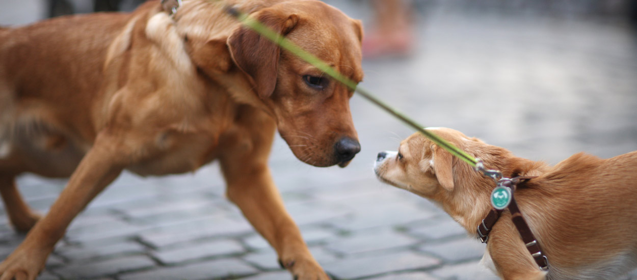 Sitni, ali bitni: Zbog čega se javlja agresivnost kod pasa malih rasa