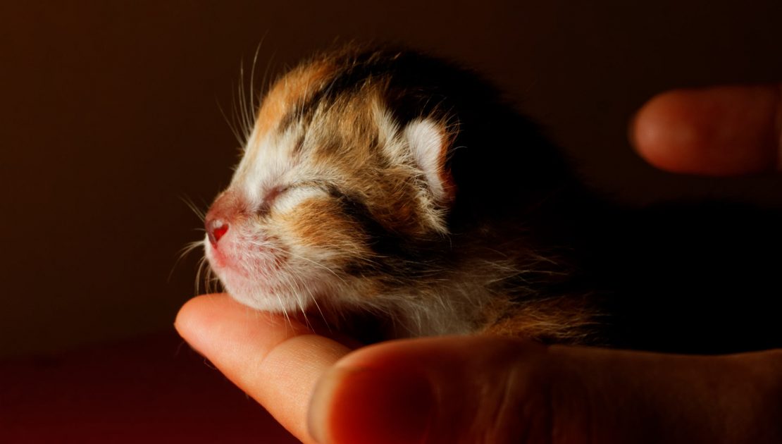 Topla dobrodošlica: Briga o mačićima u prvim danima života