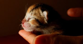 Topla dobrodošlica: Briga o mačićima u prvim danima života
