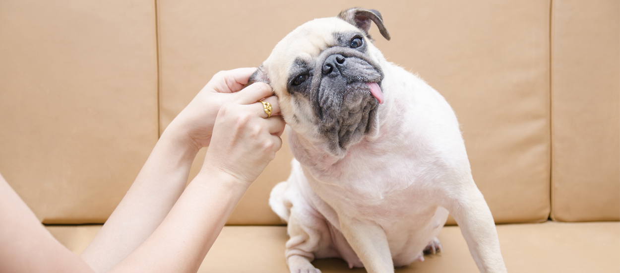 Higijena ušiju pasa – mali trikovi za veliki uspeh