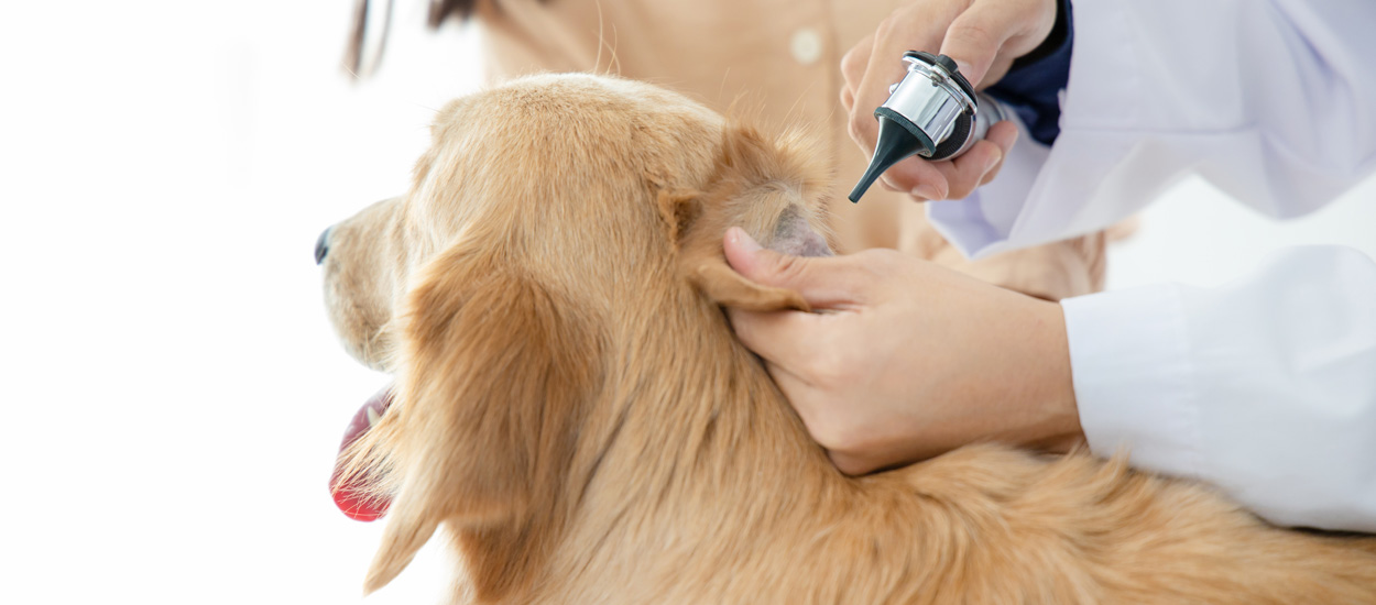 Higijena ušiju pasa – mali trikovi za veliki uspeh