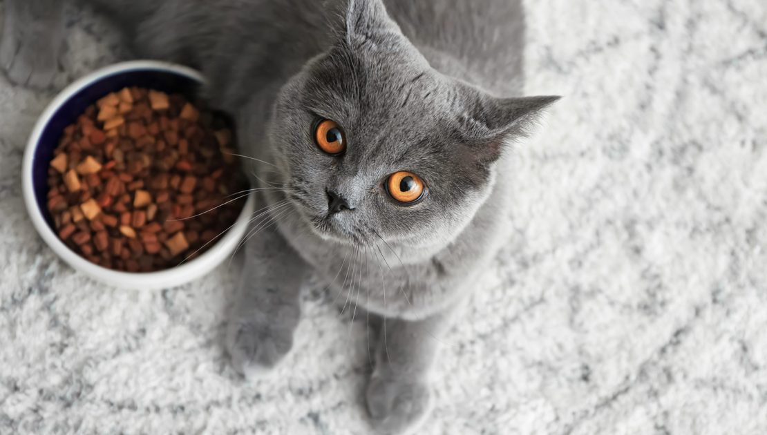 Ishrana mačke posle porođaja: Na šta treba da obratite pažnju