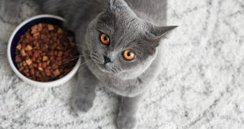 Ishrana mačke posle porođaja: Na šta treba da obratite pažnju