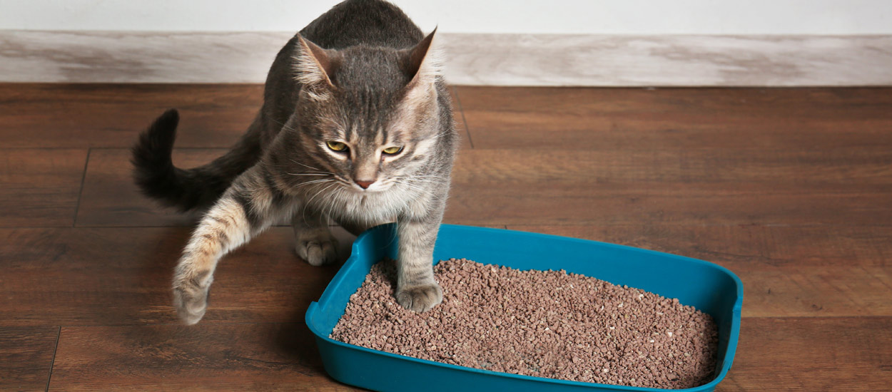 Mačja škola: Kako naučiti mačku da koristi pesak